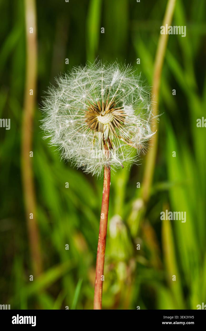A  Dandelion clock . Quebec,Canada. Stock Photo