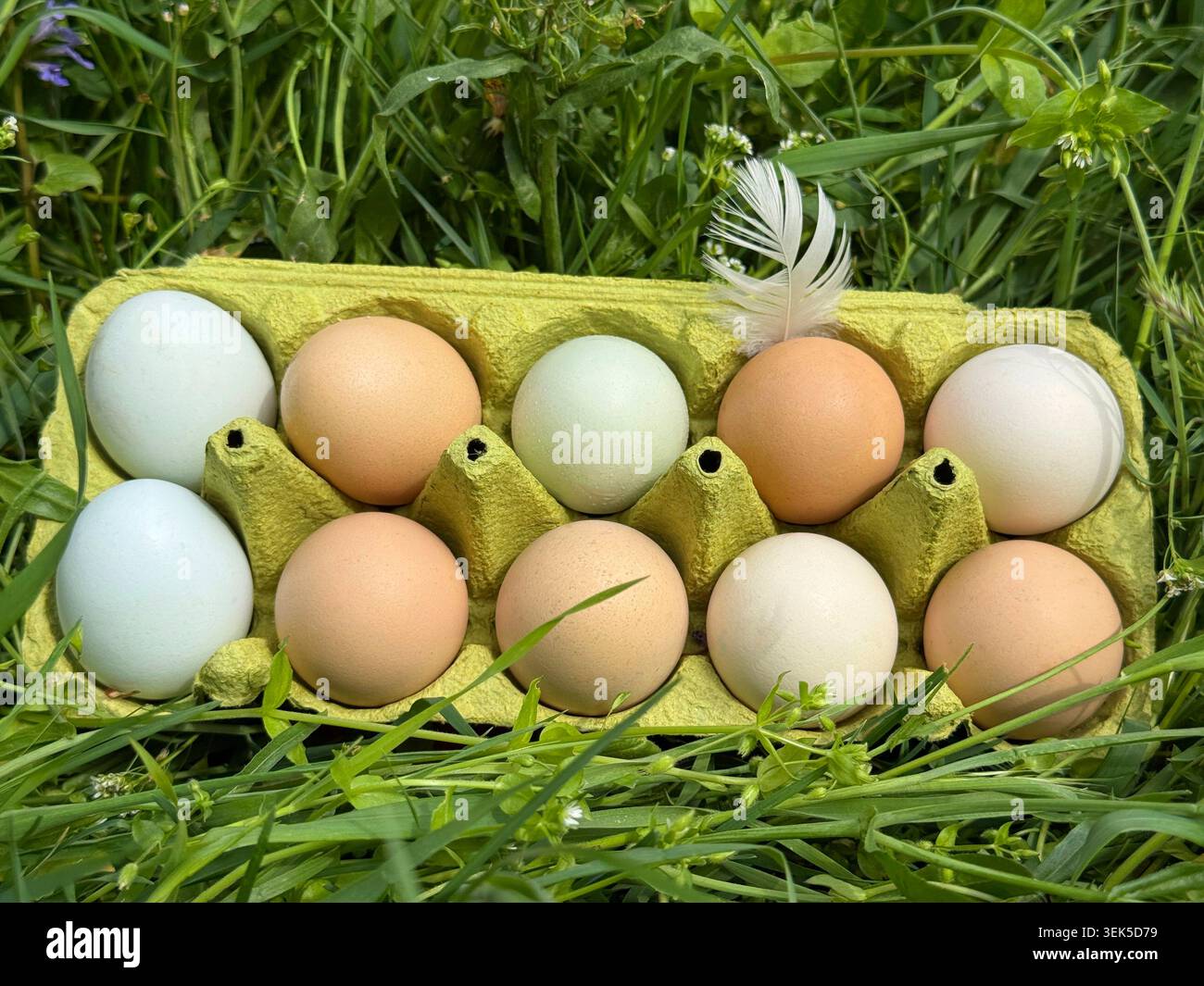 Free range eggs in grass Stock Photo
