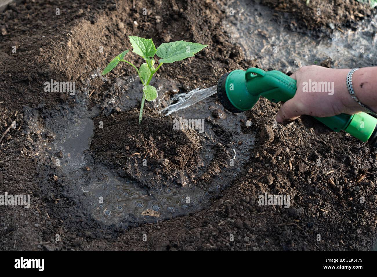 Watering Process Nurturing Green Growth: The Essential Process of Watering a Young Plant ...