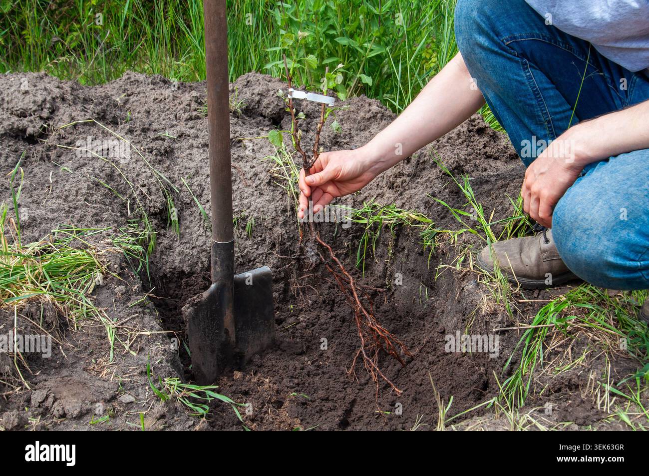 Close-up of planting a sapling in the garden with a spade nearby Stock Photo
