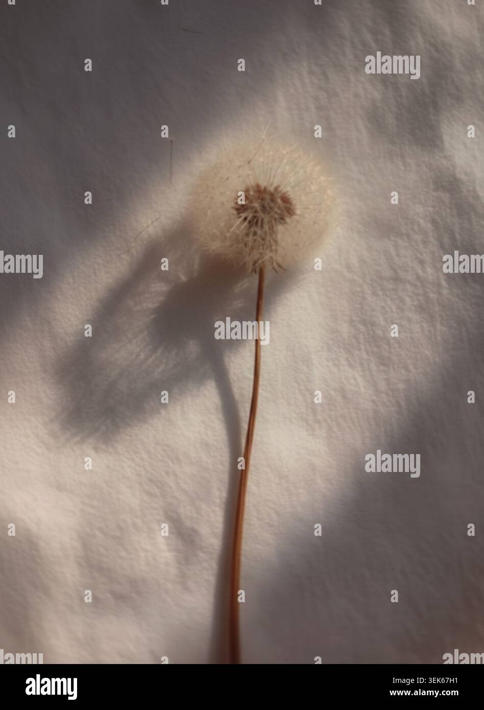Dandelion Casting Shadow on Soft White Fabric Stock Photo