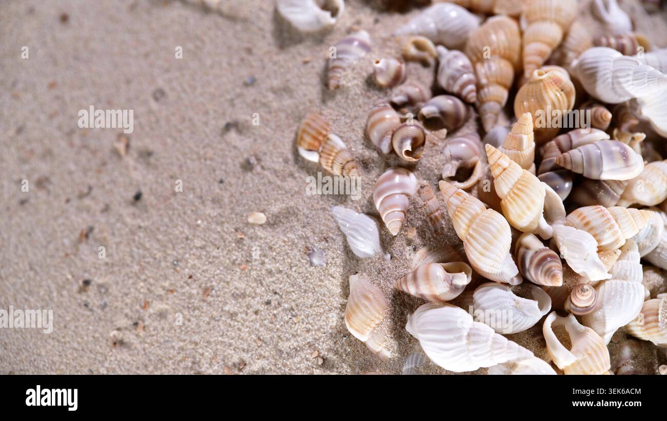 Seashells collected on sandy beach during sunny day with clear skies near ocean shore Stock Photo