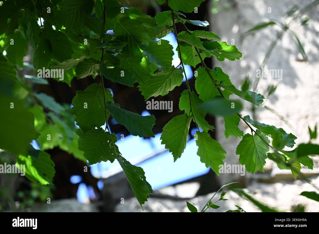 hazel tree leaves on a sunny spring day Stock Photo