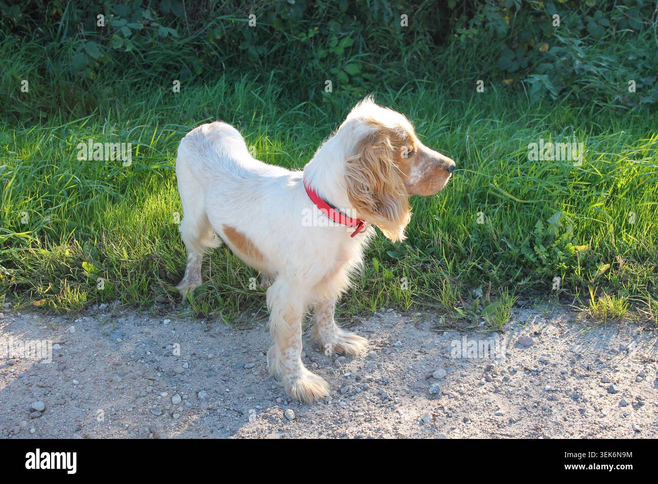 White English Cocker Spaniel with Red Collar on a Forest Path Stock Photo