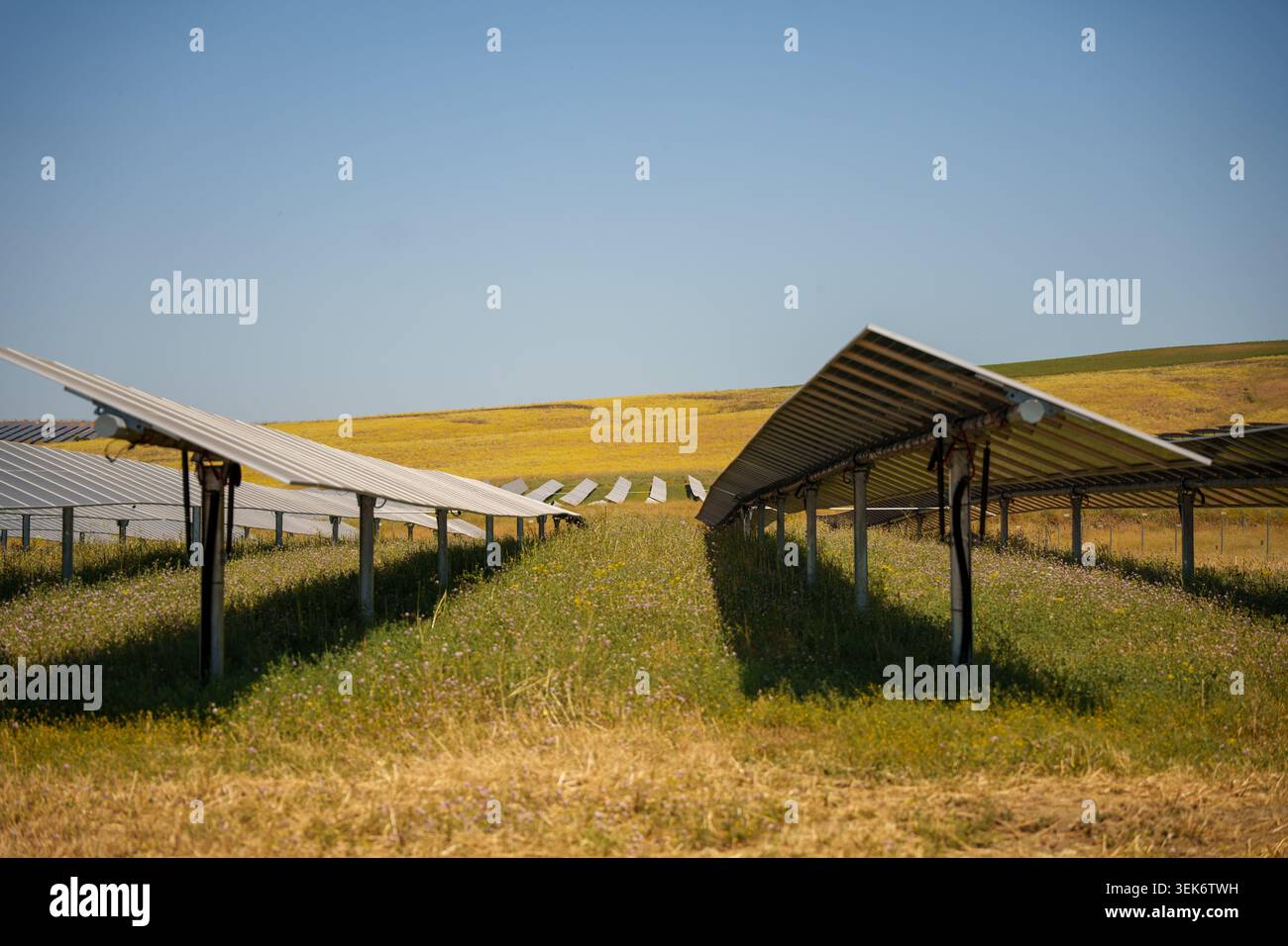Image of Recurrent Energy's Rey Solar photovoltaic plant in Carmona ...