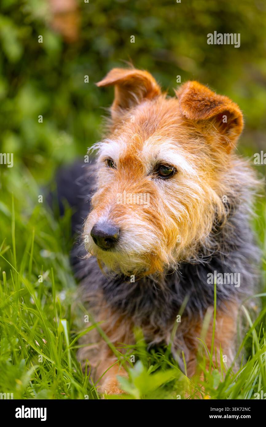 Portrait of an older female Welsh Terrier mix in a garden with a blurred natural background. A sweet dog with a loyal expression and a curly coat. Stock Photo