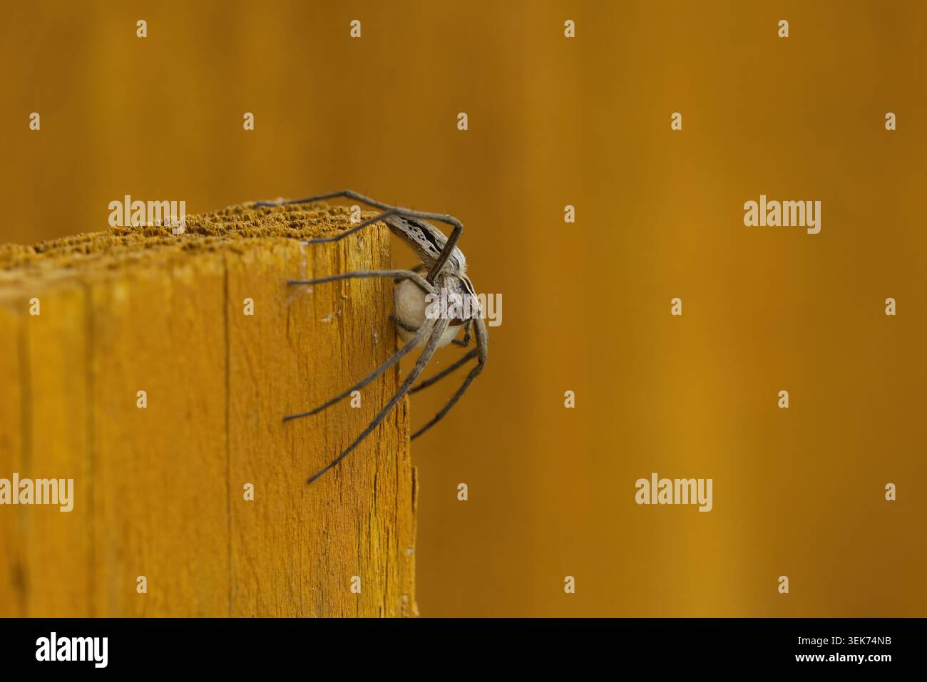 Head thorax together and abdomen two segments hi-res stock photography ...