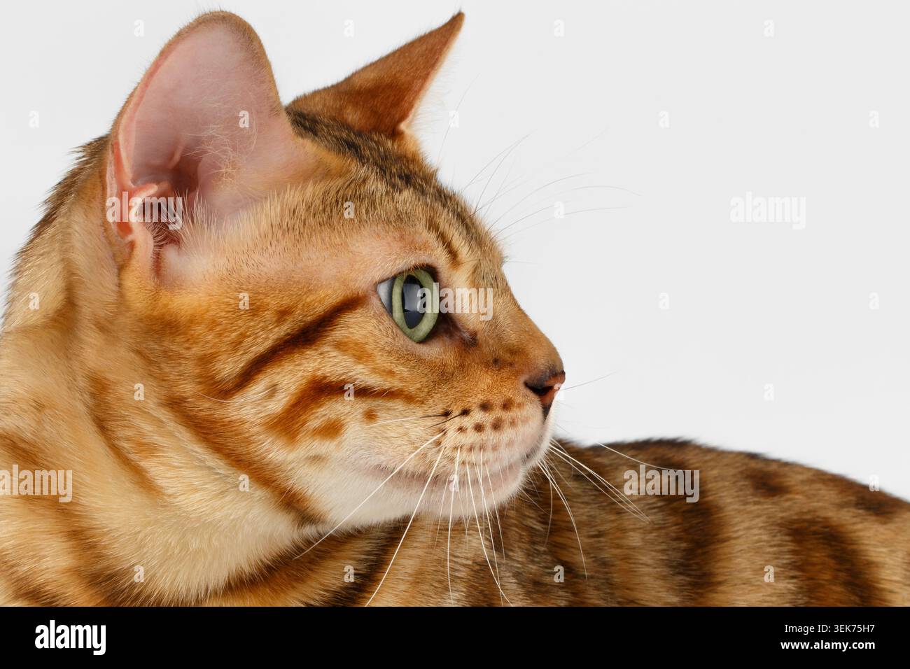 Close-up Bengal Cat at Profile view on White Background Stock Photo