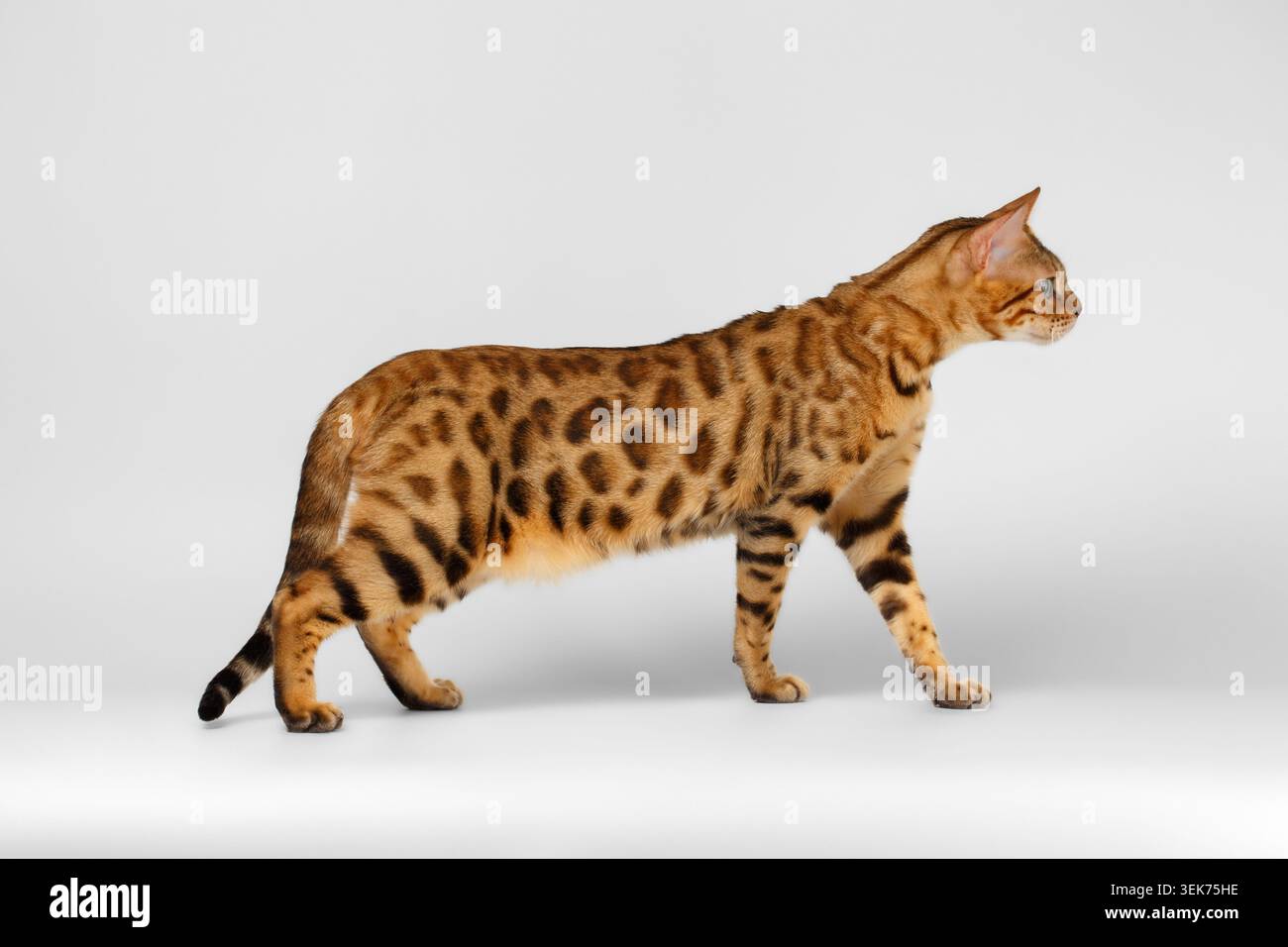 Bengal Cat playful walking on White background Stock Photo