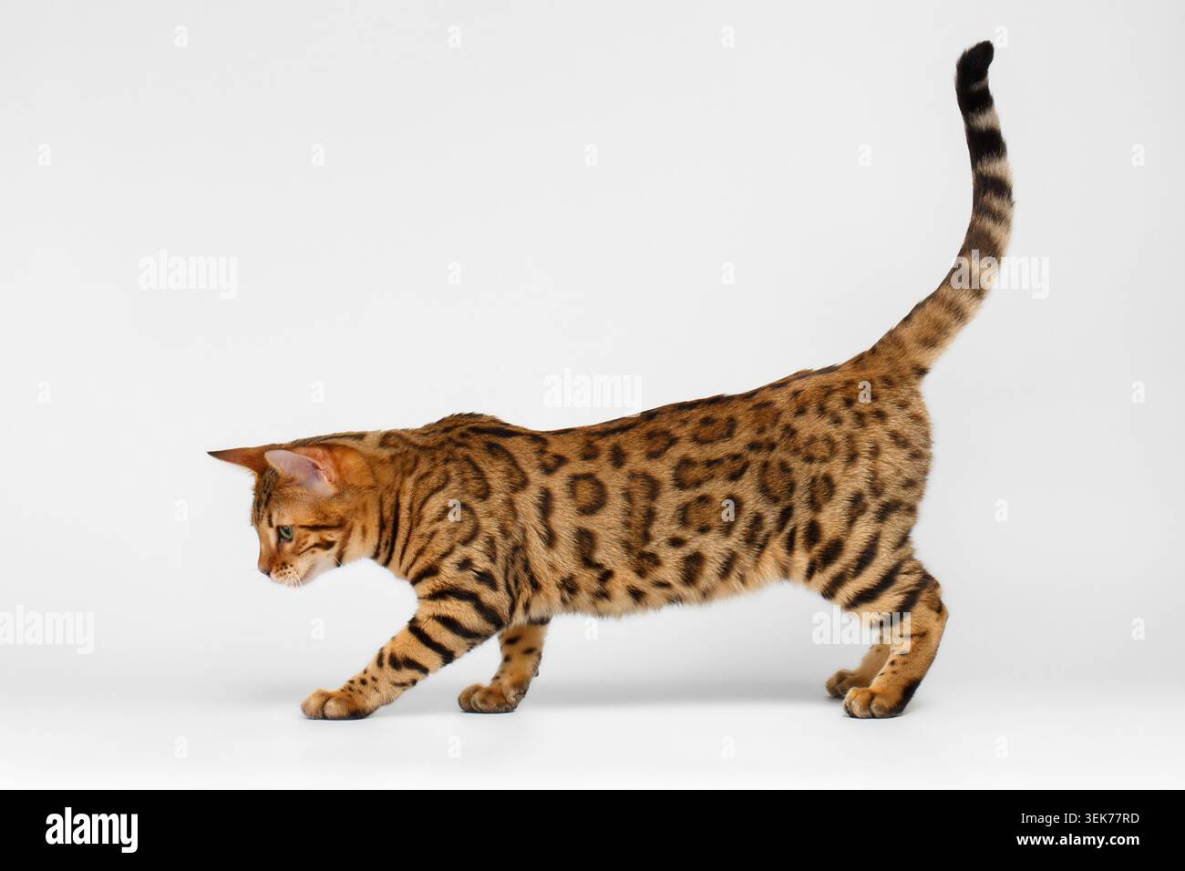 Bengal Cat playful walking on White background Stock Photo