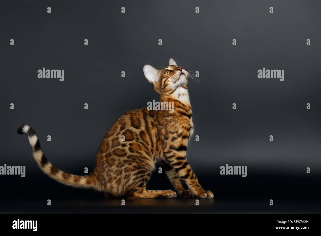 Side View Bengal Cat on Black Background Looking up Stock Photo