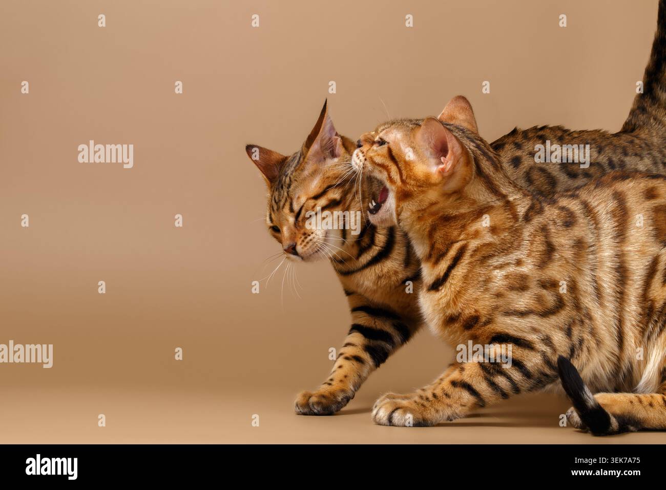 Two Bengal Cats Hissing on Brown Background Stock Photo