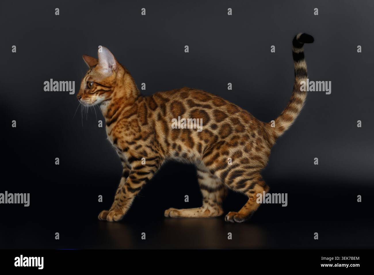 Side View Bengal Cat on Black Background Stock Photo