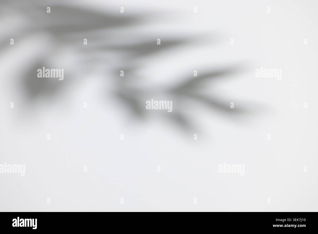 Soft Focus Leaf Shadow on Minimalist White Wall Background for Tranquil Design Stock Photo