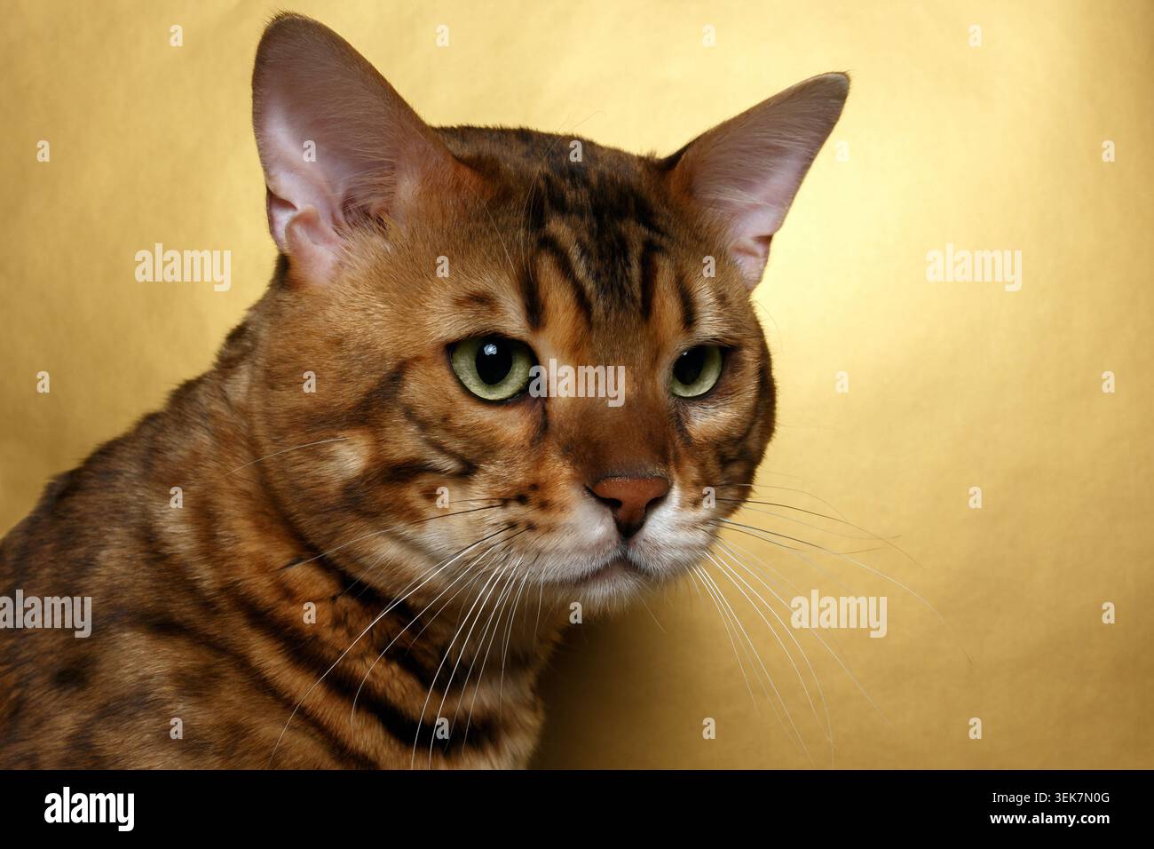 Closeup Bengal Cat with green eyes on Gold background Stock Photo