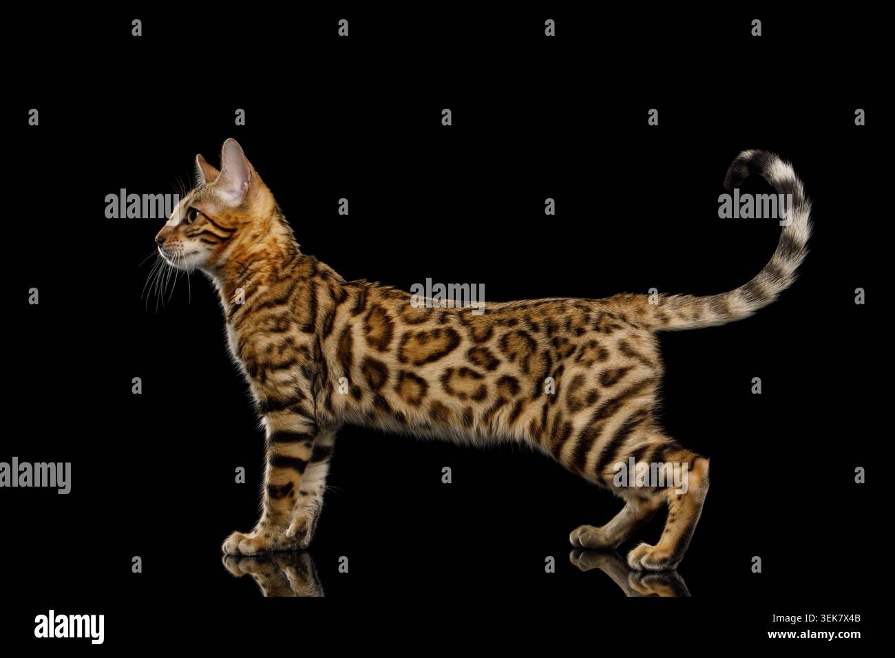 Bengal Kitty Standing and Looking forward on Isolated Black Background, side view Stock Photo