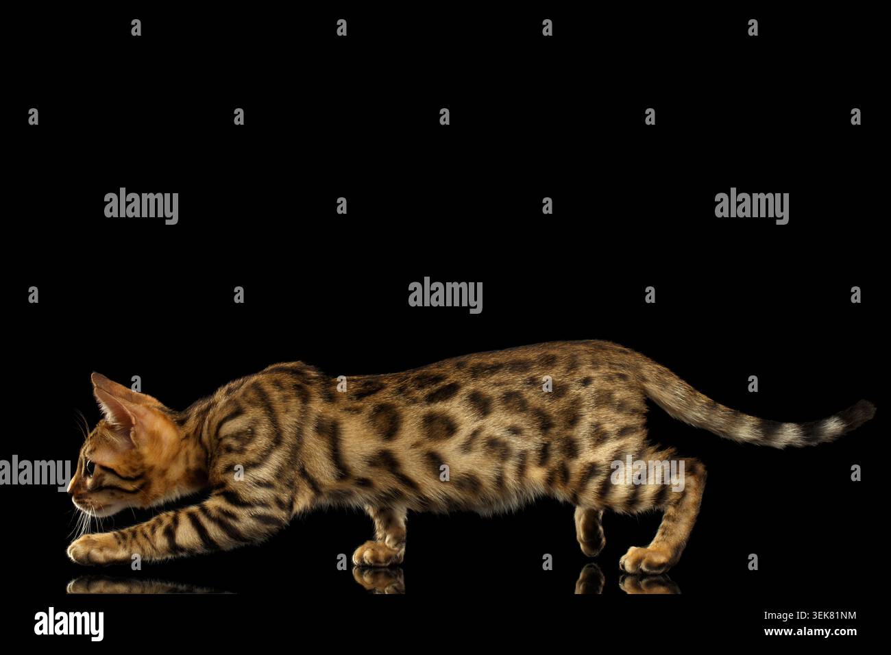 Crouching Bengal Kitty Isolated on Black Background Stock Photo