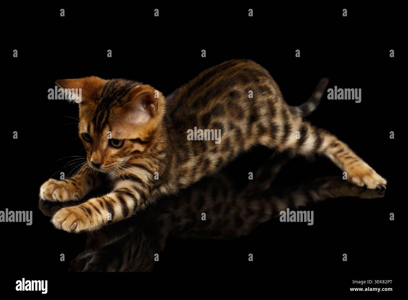 Crouching Bengal Kitty Isolated on Black Background Stock Photo