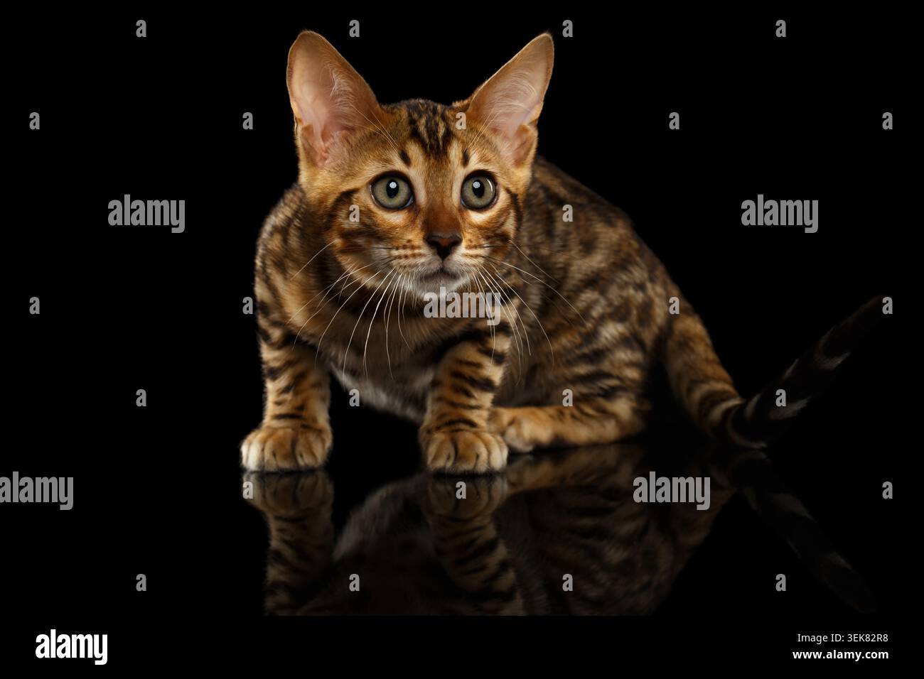 Crouching Bengal Kitty Isolated on Black Background Stock Photo