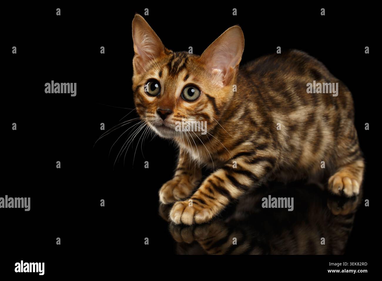 Crouching Bengal Kitty Isolated on Black Background Stock Photo