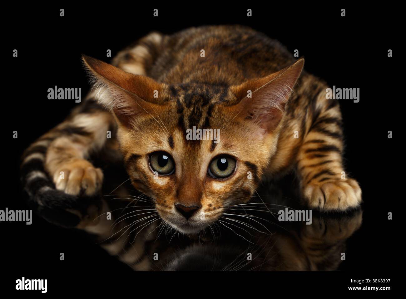 Crouching Bengal Kitty Isolated on Black Background Stock Photo