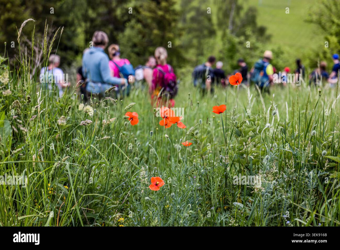 A group of walkers is walking through a meadow full of red poppies near Ludwigsstadt, Bavaria, Germany Stock Photo