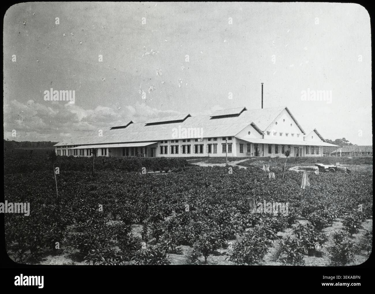 Agronomy history tea processing indonesia hi-res stock photography and ...