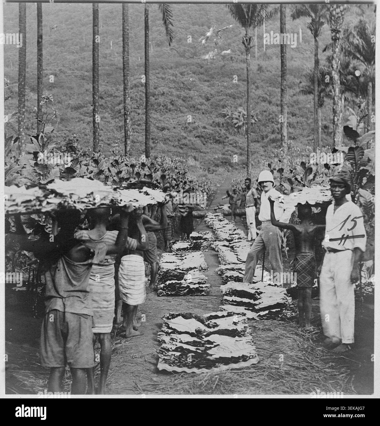 history of tobacco plant Tobacco: A Lucrative Vice An Environmental History of Tobacco