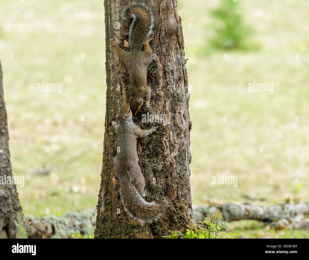 Grey Squirrels on Tree Trunk Stock Photo