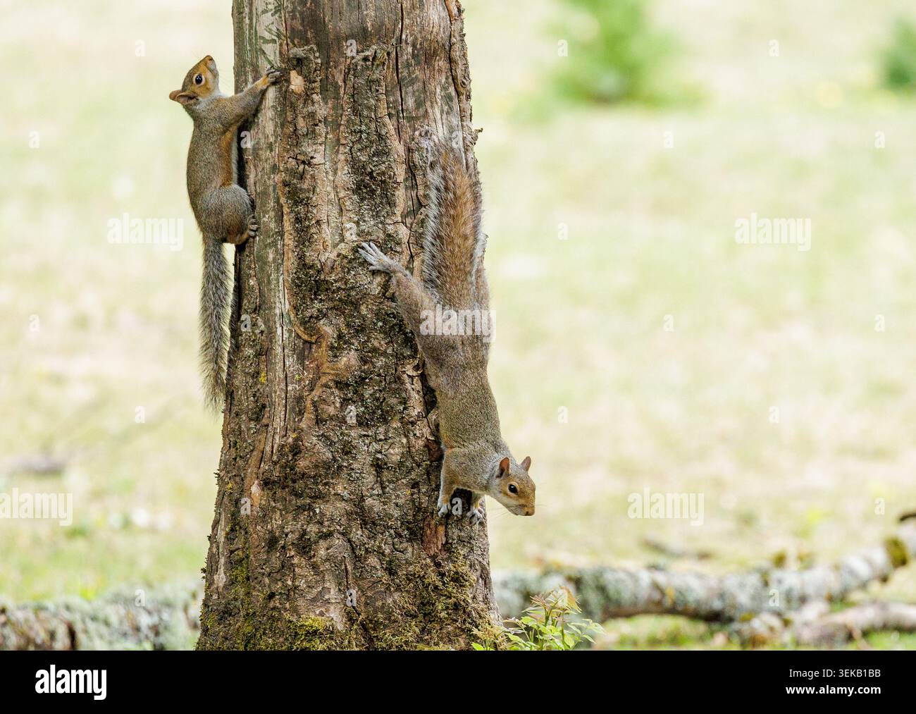 Grey Squirrels on Tree Trunk Stock Photo
