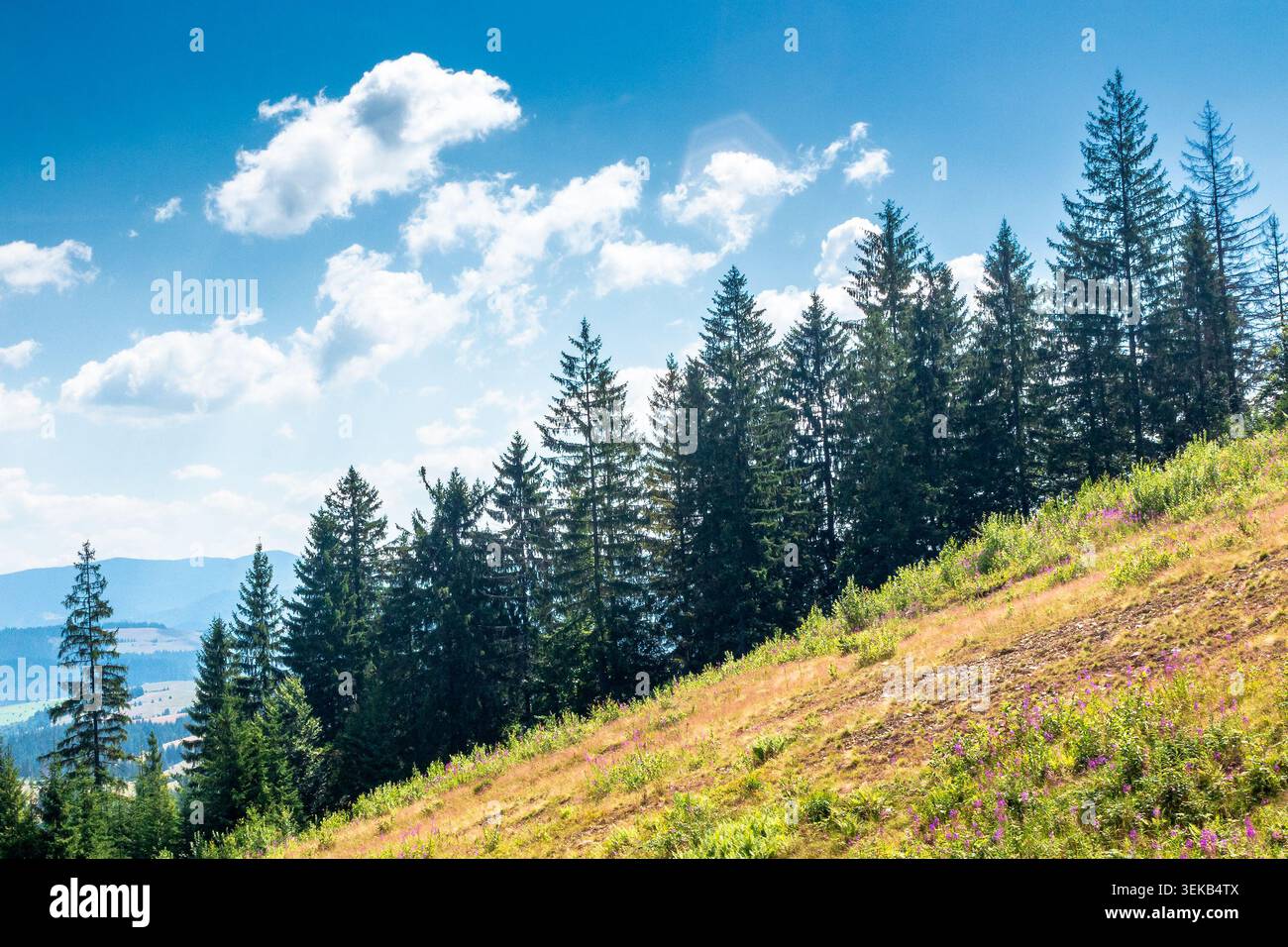 view of a hillside of mountain range with coniferous forest and meadow. peaceful carpathian mountain landscape on a sunny summer day. nice picture for Stock Photo