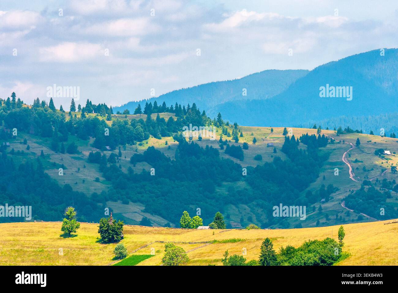 agricultural field on hillside in mountains near village. high noon summer day. green carpathian mountain landscape. narrow view. organic farmland bea Stock Photo