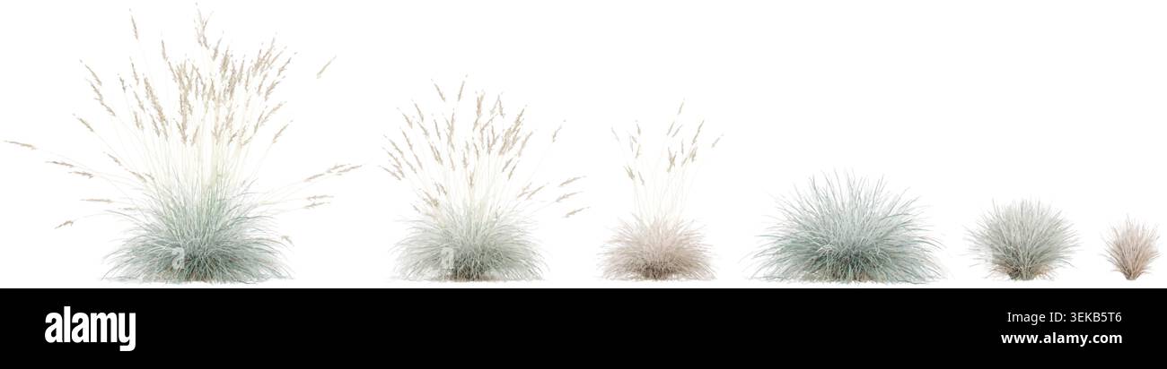 Isolated Blue oat grass on a white background Stock Vector