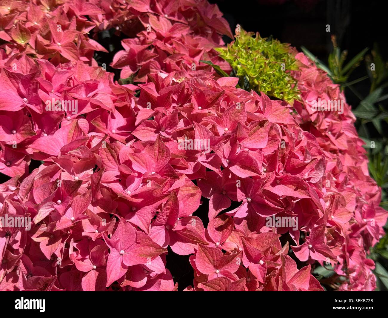 Beautiful Hydrangea macrophylla hortensia flowers Stock Photo