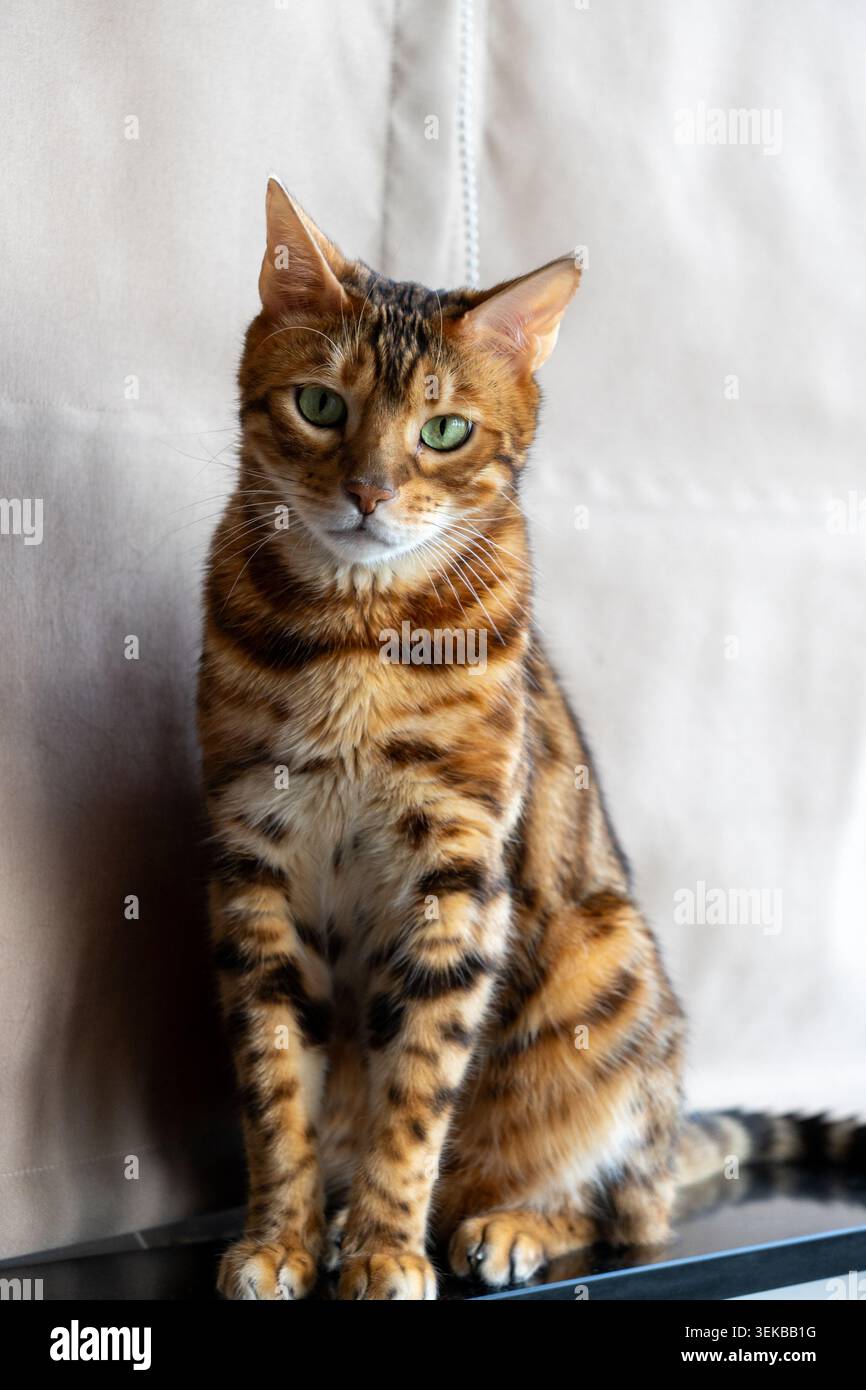 A beautiful Bengal cat with a spotted golden coat sits on a windowsill, calmly observing the view outside. Soft natural daylight illuminates its fur, Stock Photo