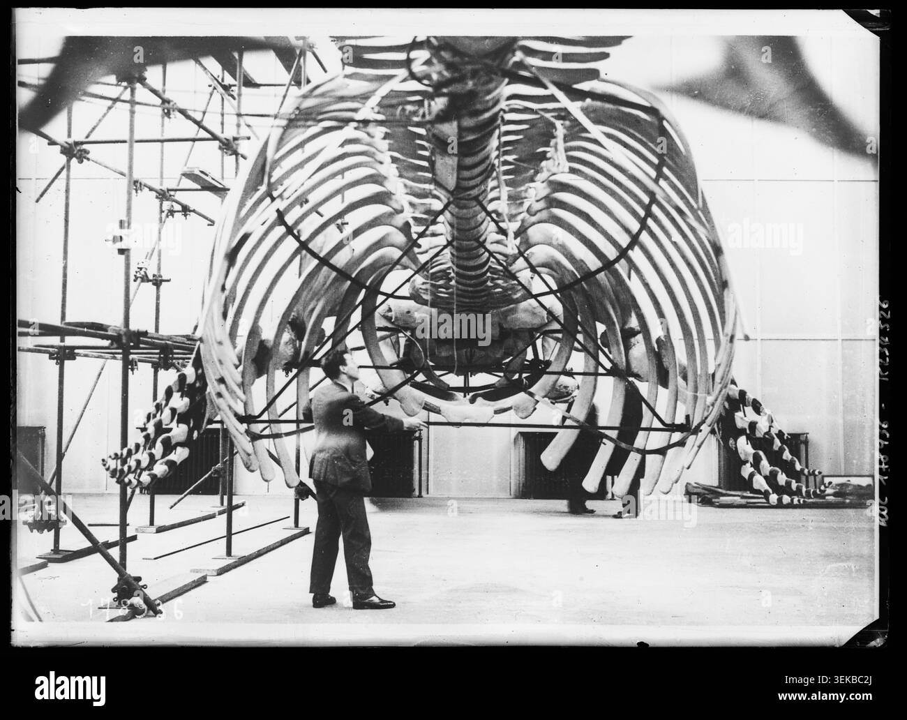 Whale skeleton display Black and White Stock Photos & Images - Alamy