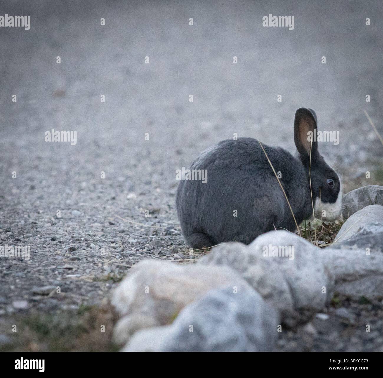 A small rabbit resting beside rocks on a gravel path, captured in soft natural light with shallow depth of field Stock Photo