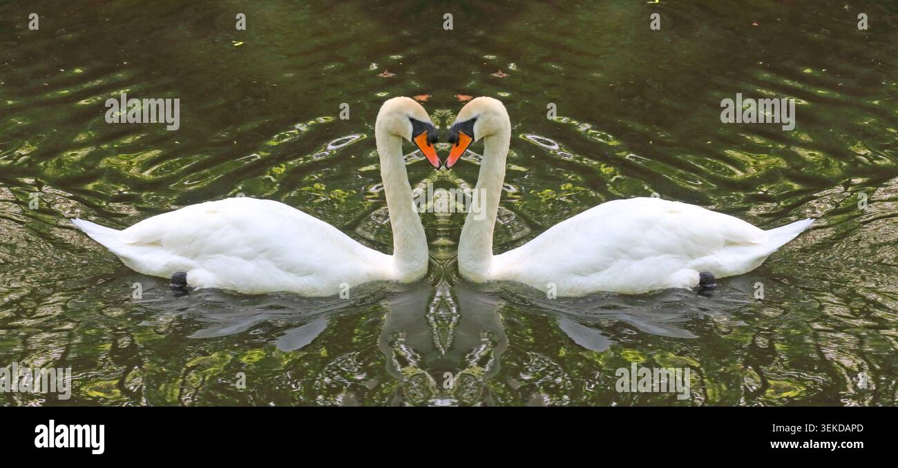 Swans on the Bridgewater Canal at Lymm, Cheshire, England, UK. Stock Photo