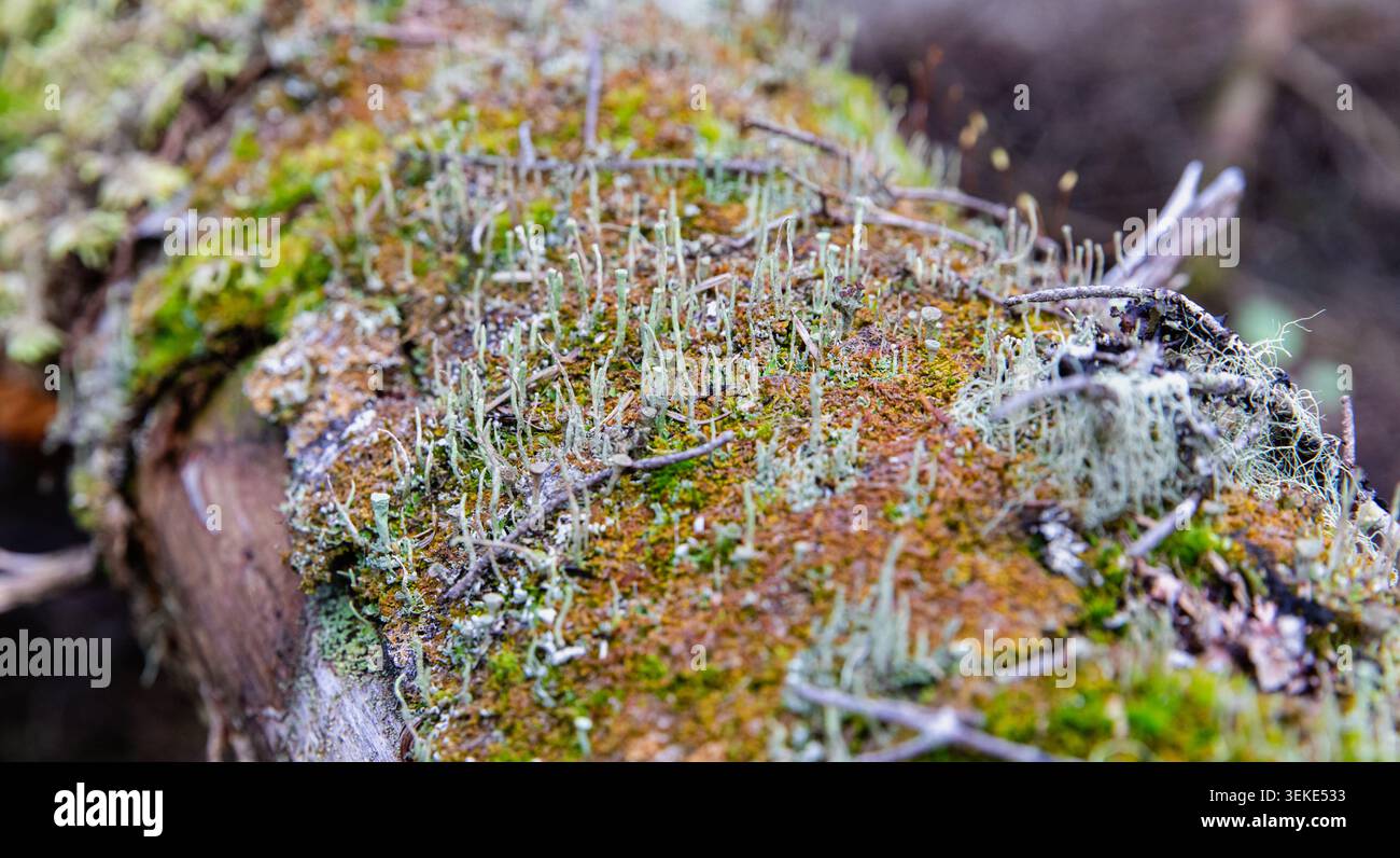 close up view of a moss patch growing on a dead tree on the forest floor in summer Stock Photo