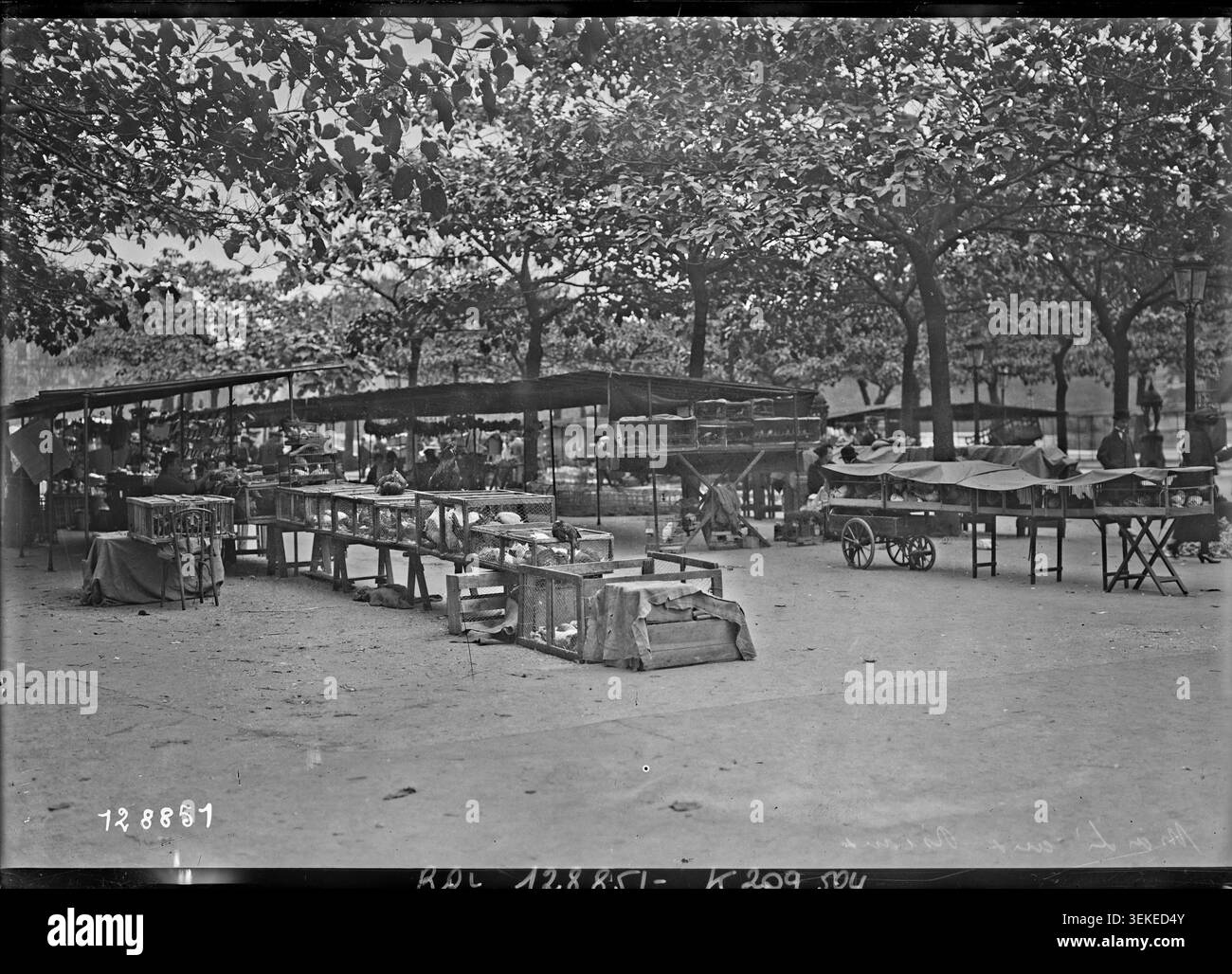 A press photograph records the bird market at Place Louis Lépine and Quai de Corse on the Île de la Cité in Paris in 1928. Birds offered for sale appear within the market setting, documenting commercial activity in the French capital. Stock Photo