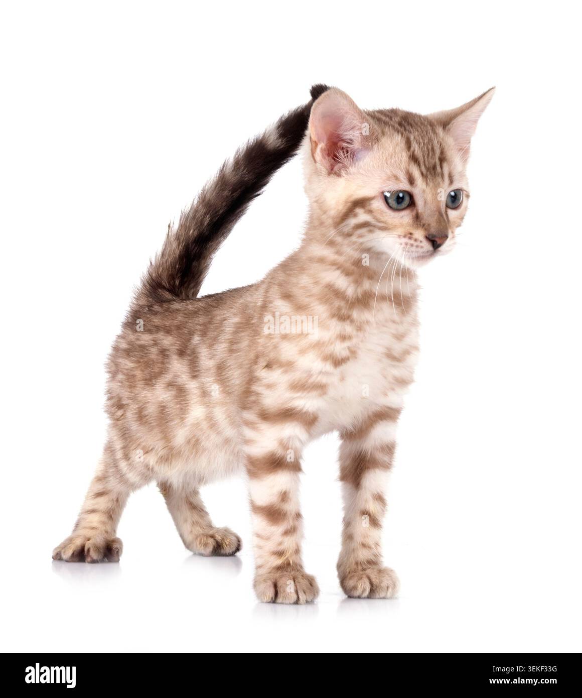 bengal cat in front of white background Stock Photo