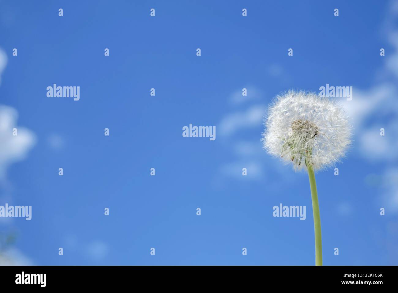 Dandelion seed head against blue sky Stock Photo