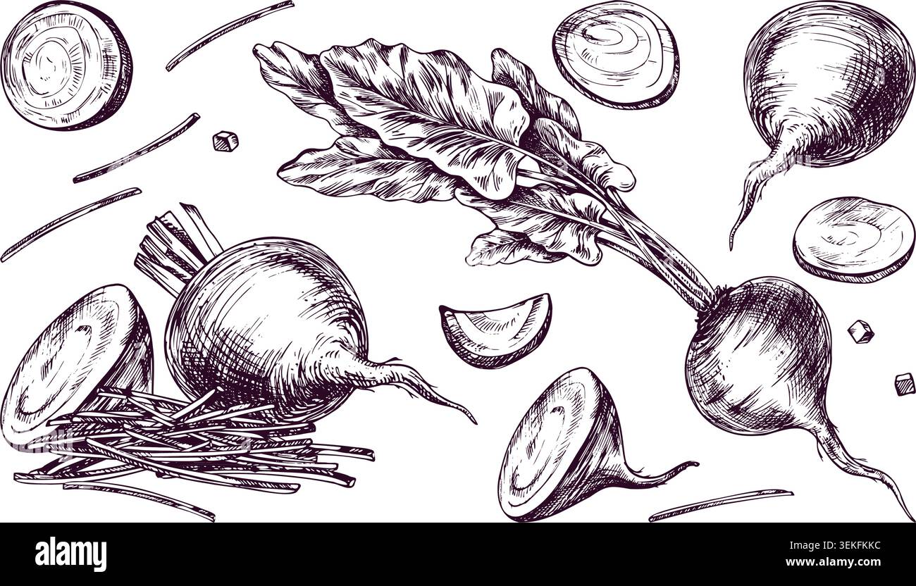 Hand drawn beet set in vintage engraving style. Fresh organic vegetable with leaves, sliced beet, beetroot pieces and julienne stripes. Healthy food Stock Vector
