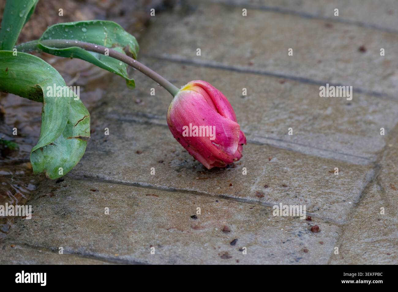 Beautiful fallen pink tulip on wet concrete background.. Stock Photo