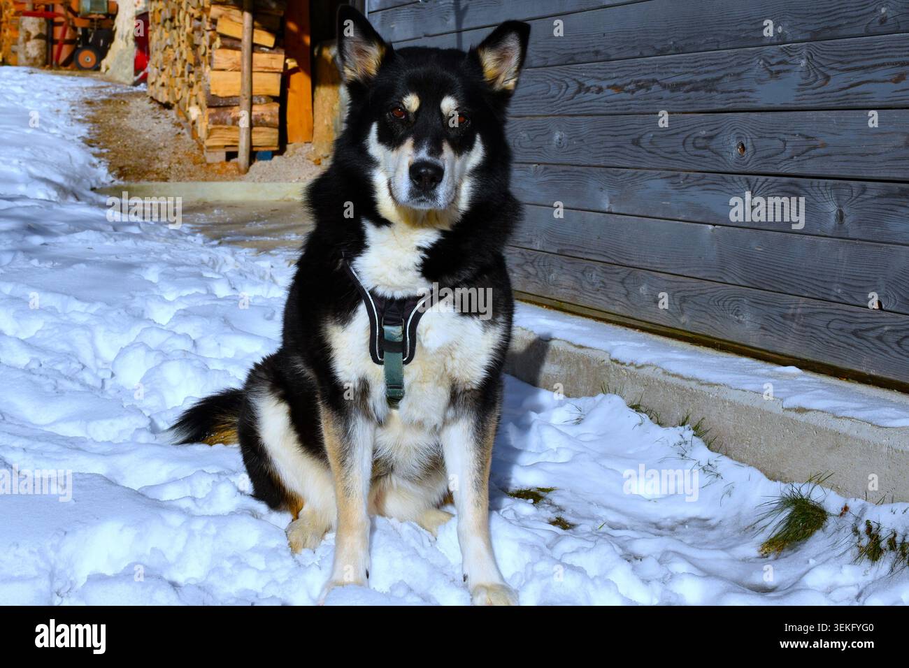 Huskey hi-res stock photography and images - Page 2 - Alamy