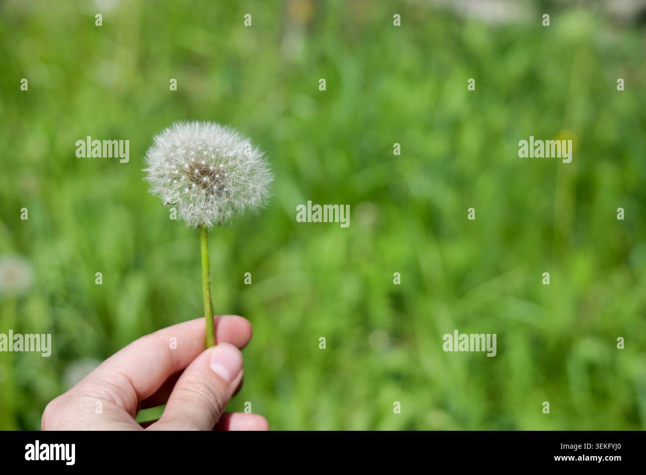 Dandelion seed head on green grass Stock Photo