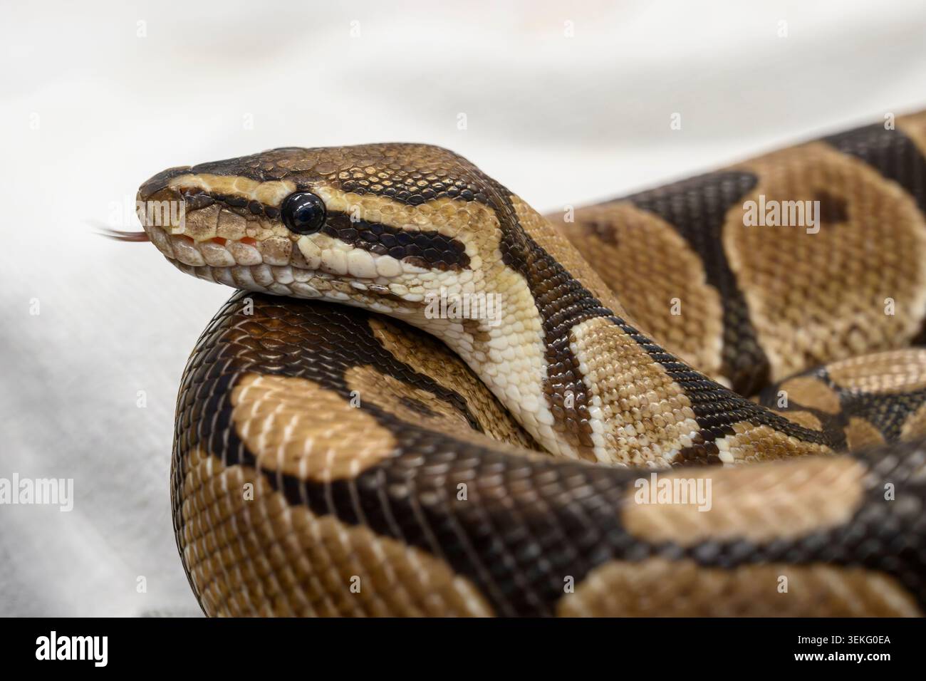 Ball python (Python regius) close up, showing its head with ...