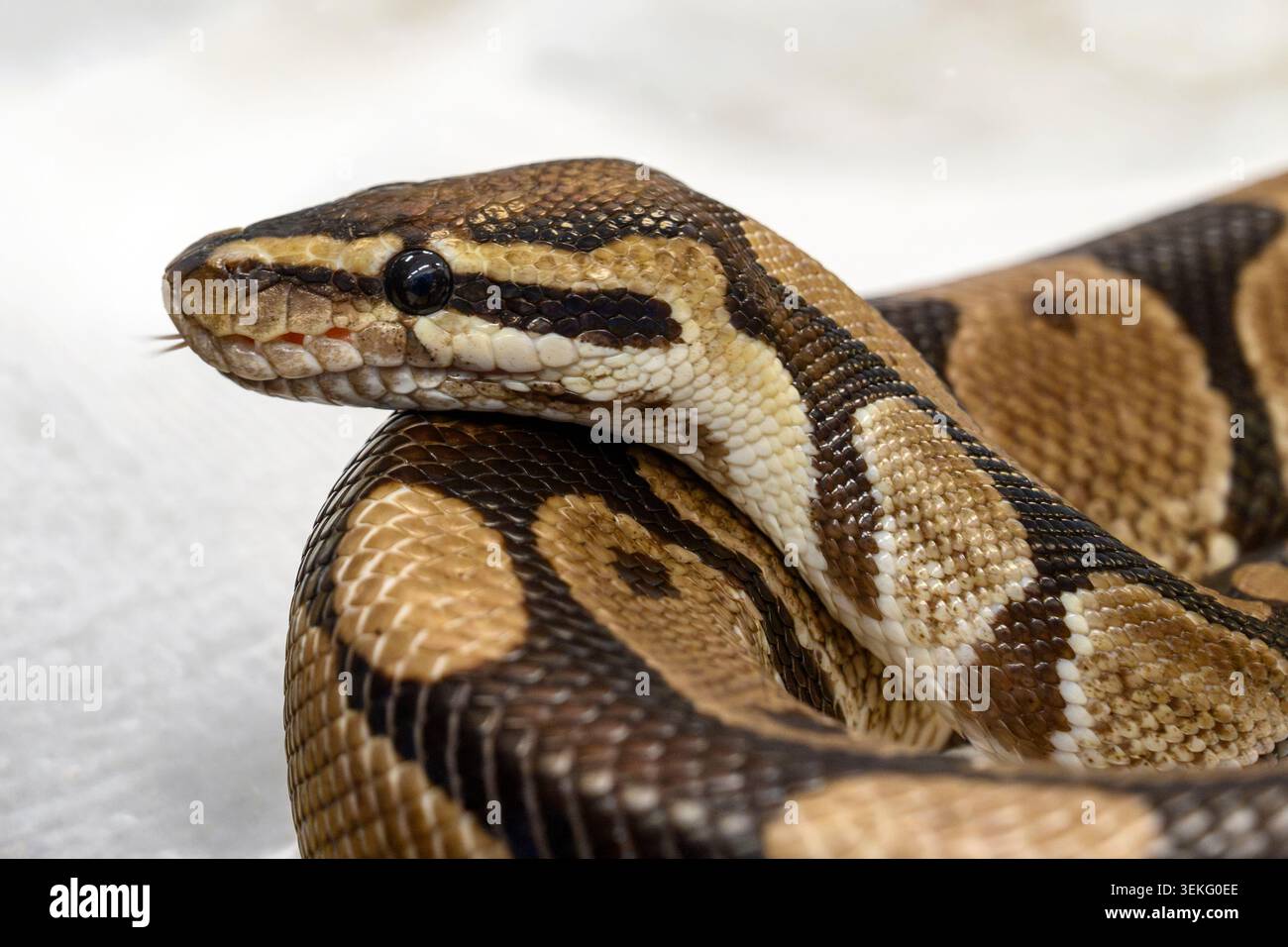 Ball python (Python regius) close up, showing its head with characteristic pattern and black eye, coiling its scaled body and sensing the air with its Stock Photo