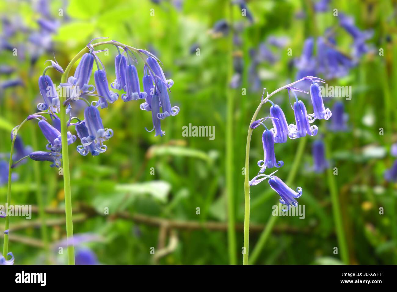 Bluebell woods Stock Photo