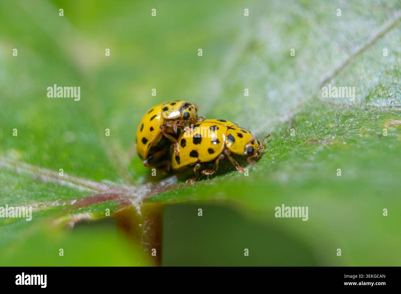 Yellow ladybugs on a leaf surface close up Stock Photo